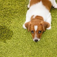 a brown and white dog laying on top of a green carpet