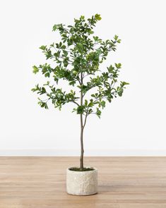 a small tree in a white pot on a wooden floor