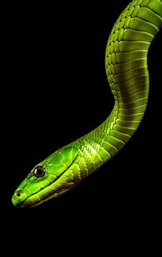 a green snake is shown in the dark