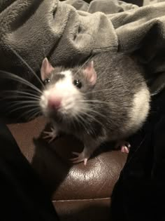 a rat sitting on top of a leather chair