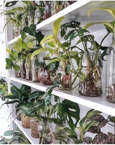 many plants are in glass vases on the shelves