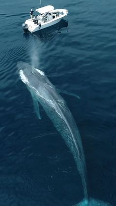 a humpback whale is jumping out of the water next to a small boat