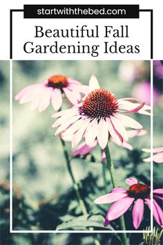 some pink flowers with the words beautiful fall gardening ideas on it in white and black