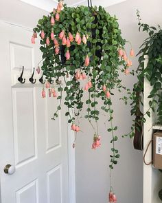 some pink flowers hanging from a potted plant in front of a white wall and door