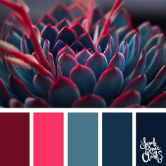 the color scheme is red, blue and pink with an image of a succulent