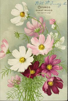 a painting of pink and white flowers in a vase