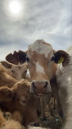 a group of brown and white cows standing on top of a dry grass covered field