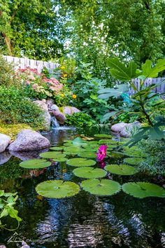 a pond filled with lots of water lilies