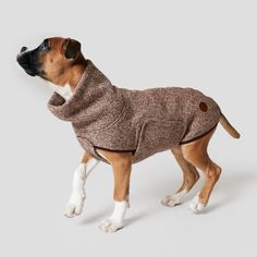 a brown and white dog wearing a sweater