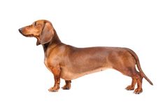 a brown dachshund standing up against a white background