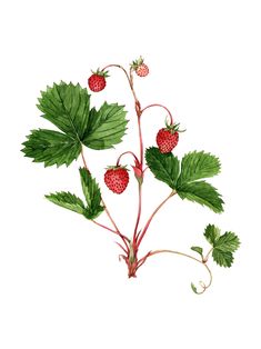 Picture Of Strawberry, Strawberry Botanical, Strawberry Illustration, Vine Drawing, Strawberry Watercolor, Strawberry Plant, Berry Plants