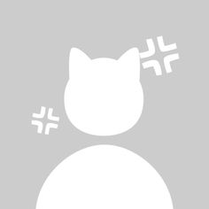 an image of a white cat on a gray background