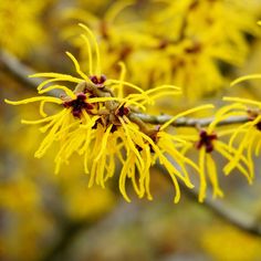 yellow flowers are blooming on a tree branch