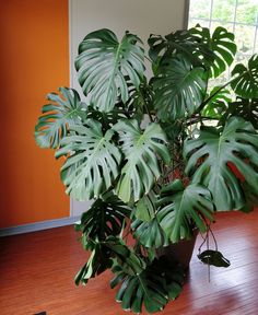 a plant in a pot on the floor next to a window with an orange wall behind it