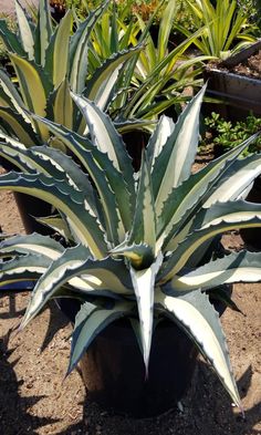 some very pretty plants in pots on the ground