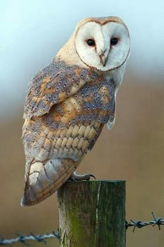 an owl sitting on top of a wooden post