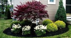 a small tree in the middle of a flower bed next to a house with bushes