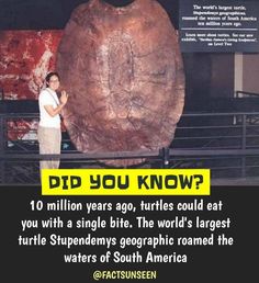 a man standing in front of a giant rock with the caption did you know? 10 million years ago, turtles could eat you with a single bite