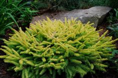 a green plant with yellow leaves in the middle of some grass and bushes next to a rock