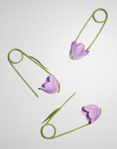 three purple flowers with green stems on a white background, one is cut in half and the other two are open