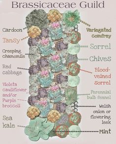 a poster with words describing the different types of succulents and their names