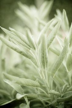 a close up view of some green plants