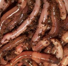 some brown worms are in the dirt and on top of each other's body