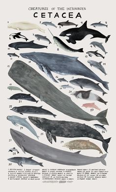 an image of different types of whales