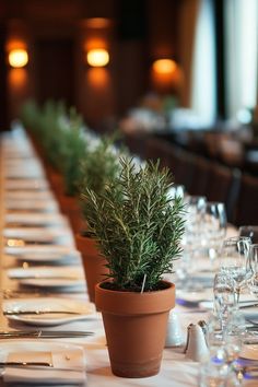 Wedding reception setup. Rosemary potted centerpieces on long banquet tables.  Turn your dream of a fairy-tale garden wedding into reality with our inspirational guide on garden wedding table styles. Whether it's a classic garden party or a bohemian picnic setting, we have got the ideas to make every wedding as unique as the couple it celebrates. From chic floral centerpieces…  Read more: https://tastywed.com/generated-post-26-fresh-garden-wedding-table-styling-inspirations/ Potted Centerpieces, Wedding Table Styling, Wedding Reception Setup, Garden Wedding Table, Picnic Setting, Bohemian Picnic, Celestial Wedding Theme, Wedding Theme Design, Celestial Wedding