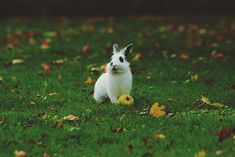 a small white rabbit sitting on top of a lush green field next to an apple