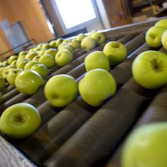 green apples are lined up on a conveyor belt