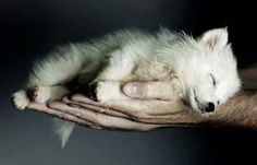 a person holding a small white animal in their hands