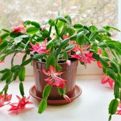 a potted plant sitting on top of a window sill