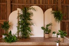 three potted plants on a mantle in front of a white wall with arched windows