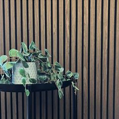 a plant is sitting on top of a table