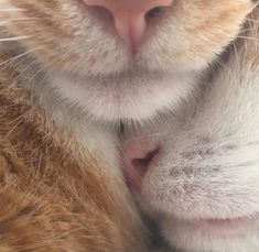 an orange and white cat laying down with its head on the back of another cat