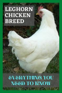 a white chicken standing in the grass with text overlay that reads, legorn chicken breed everything you need to know