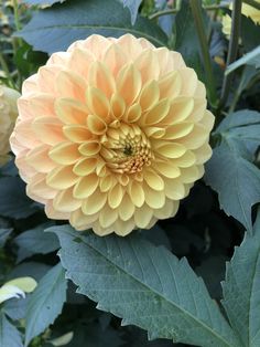 a large yellow flower sitting on top of green leaves