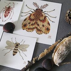 four cards with pictures of insects on them