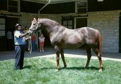 a man standing next to a brown horse on top of a lush green grass covered field