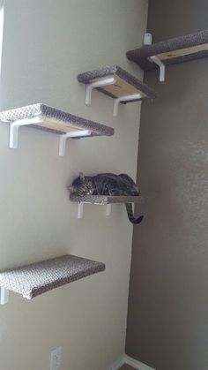 a cat laying on top of a wooden shelf next to two shelves filled with cats