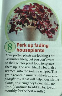 an article in a magazine describing how to care for houseplants