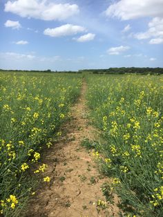 a dirt path in the middle of a field with yellow flowers on both sides and blue skies above