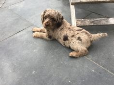 a small dog laying on the ground next to a wooden bench with its paws up