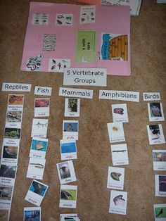 a bulletin board with several different types of animals and plants on it, along with other items