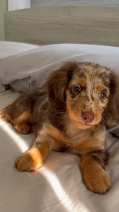 a brown and black dog laying on top of a bed