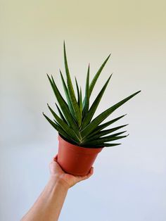 a hand holding a potted plant with green leaves