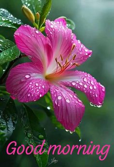 a pink flower with water drops on it and the words good morning written in front