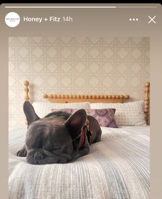 a black dog laying on top of a bed