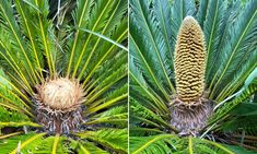 two pictures of the same plant in different stages of growth